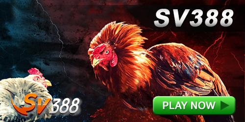 SV388 Sabung Ayam